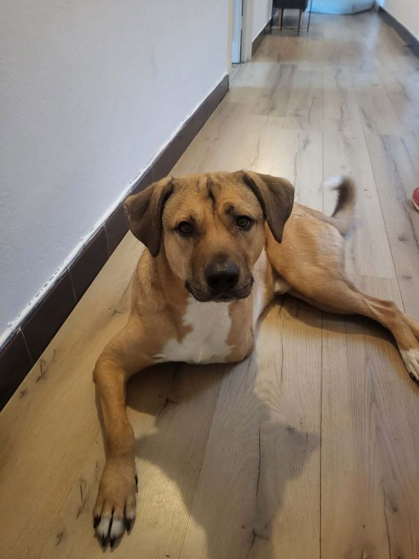 Oslo - Chien Berger Allemand à adopter - photo 6