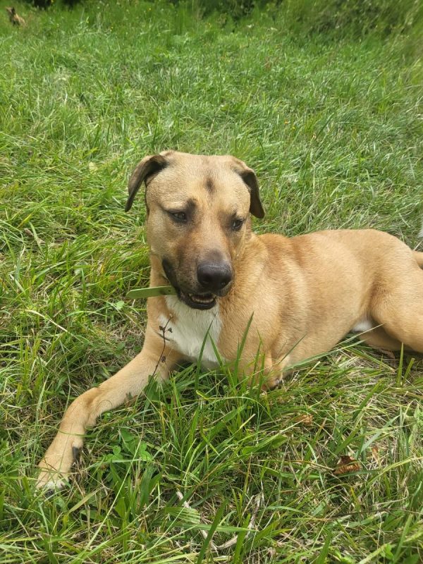 Oslo - Chien Berger Allemand à adopter - photo 10
