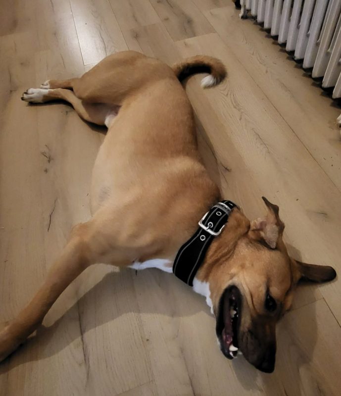 Oslo - Chien Berger Allemand à adopter - photo 7