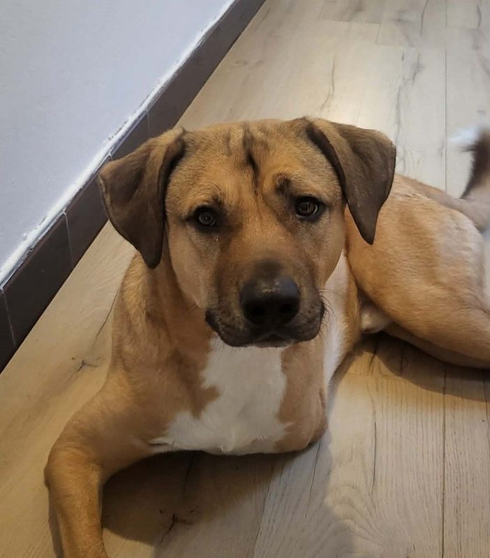 Oslo - Chien Berger Allemand à adopter