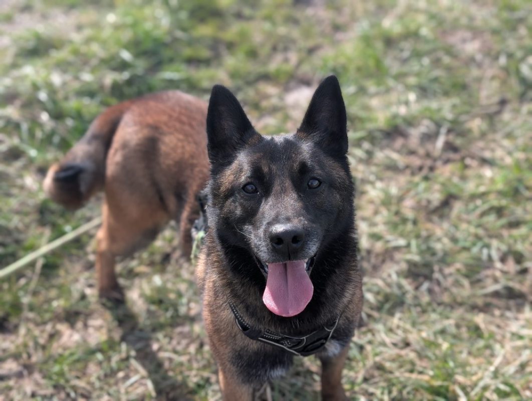 Mali - Chien Berger Belge Malinois à adopter