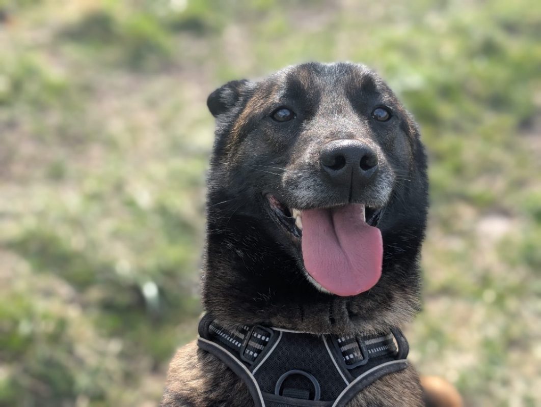 Mali - Chien Berger Belge Malinois à adopter - photo 2