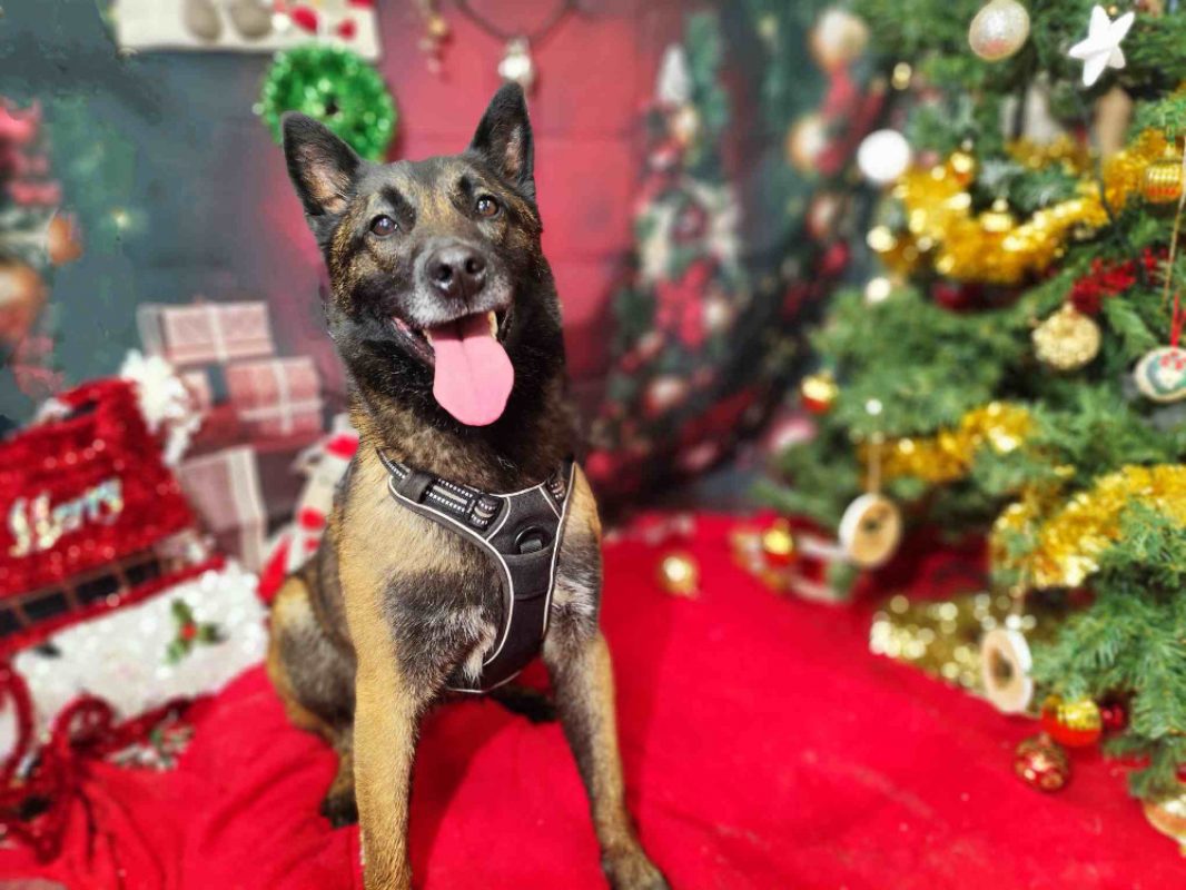 Mali - Chien Berger Belge Malinois à adopter - photo 3