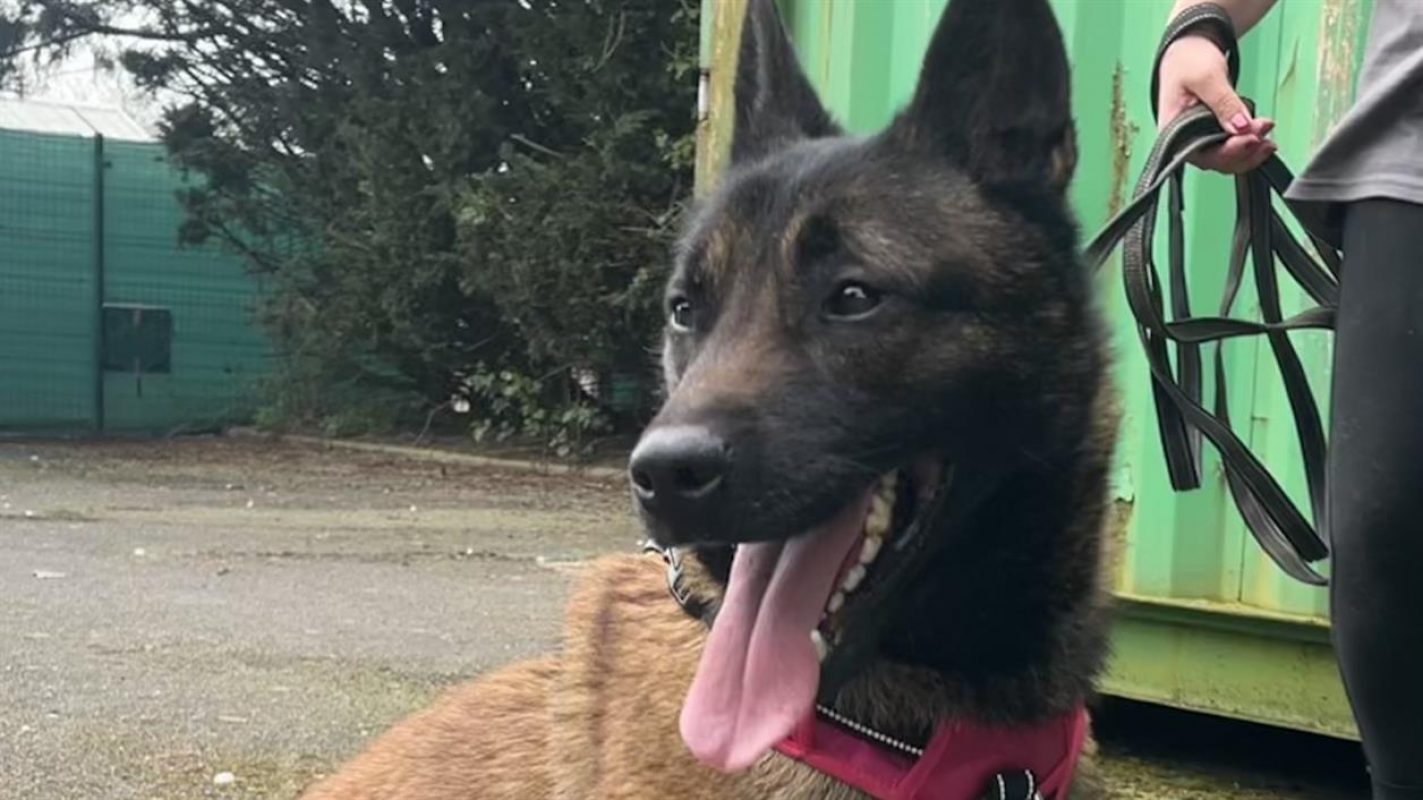 Mali - Chien Berger Belge Malinois à adopter - photo 4