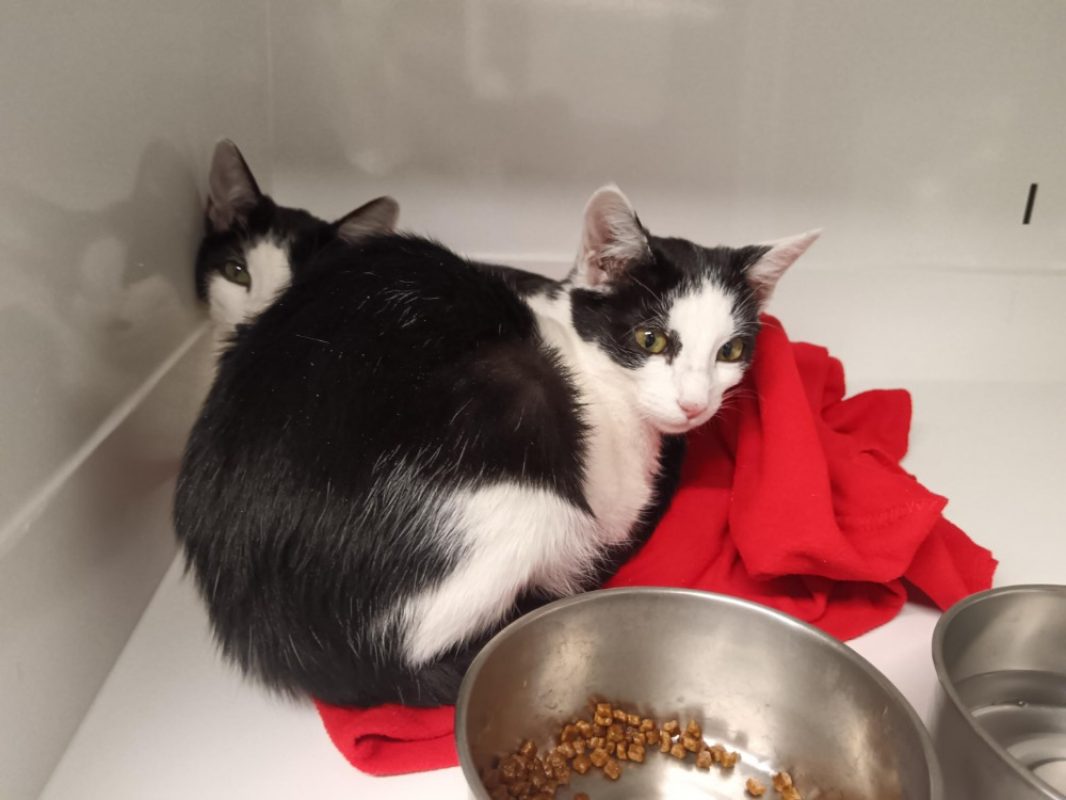 Flam' - Chat Européen à adopter