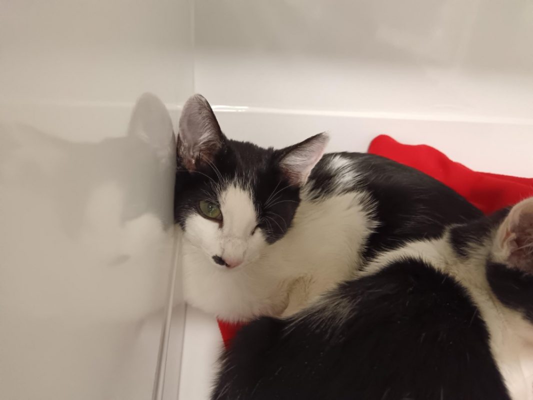 Kuche - Chat Européen à adopter
