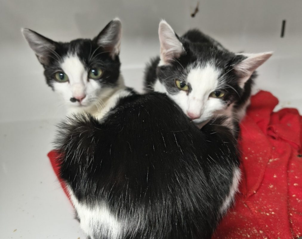 Kuche - Chat Européen à adopter