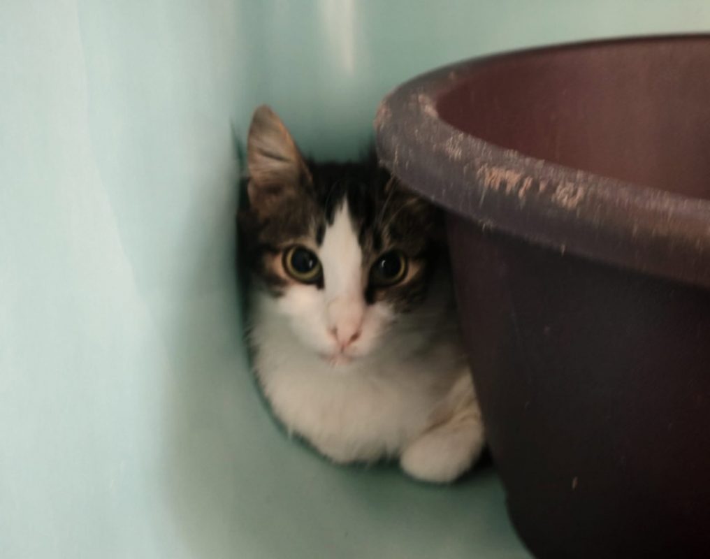 Ma princesse - Chat Angora Turc à adopter
