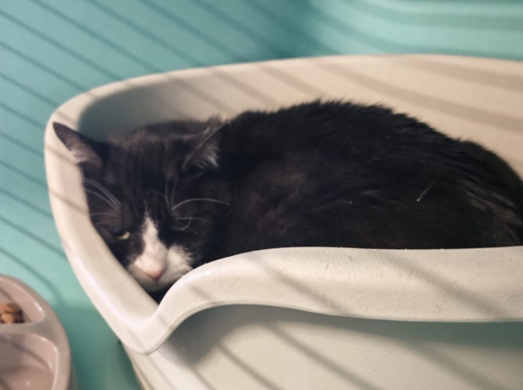 Noe - Chat Européen à adopter