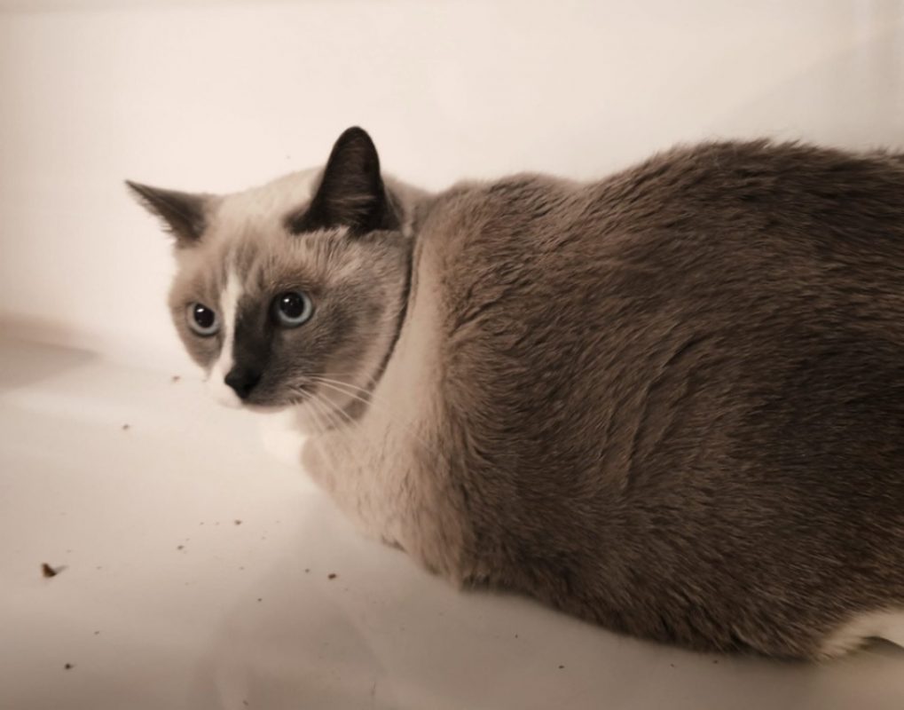 Toutsee - Chat Siamois à adopter