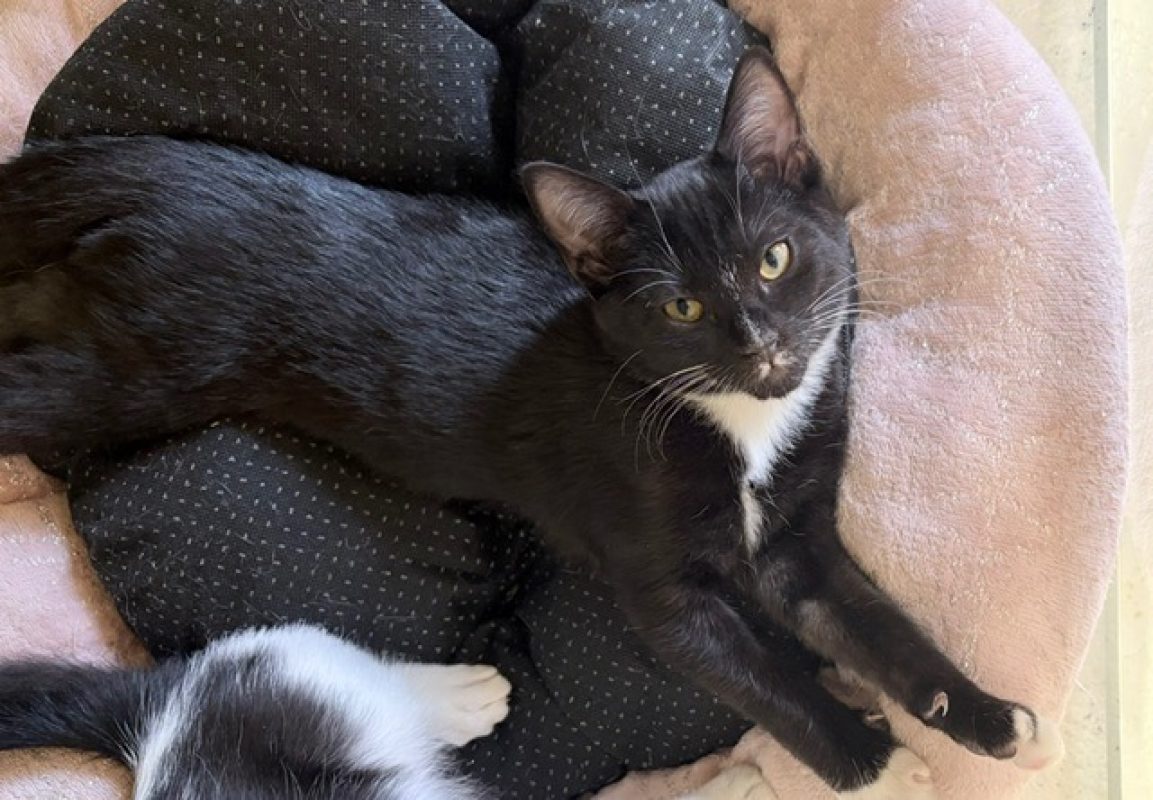 Khal - Chat Européen à adopter