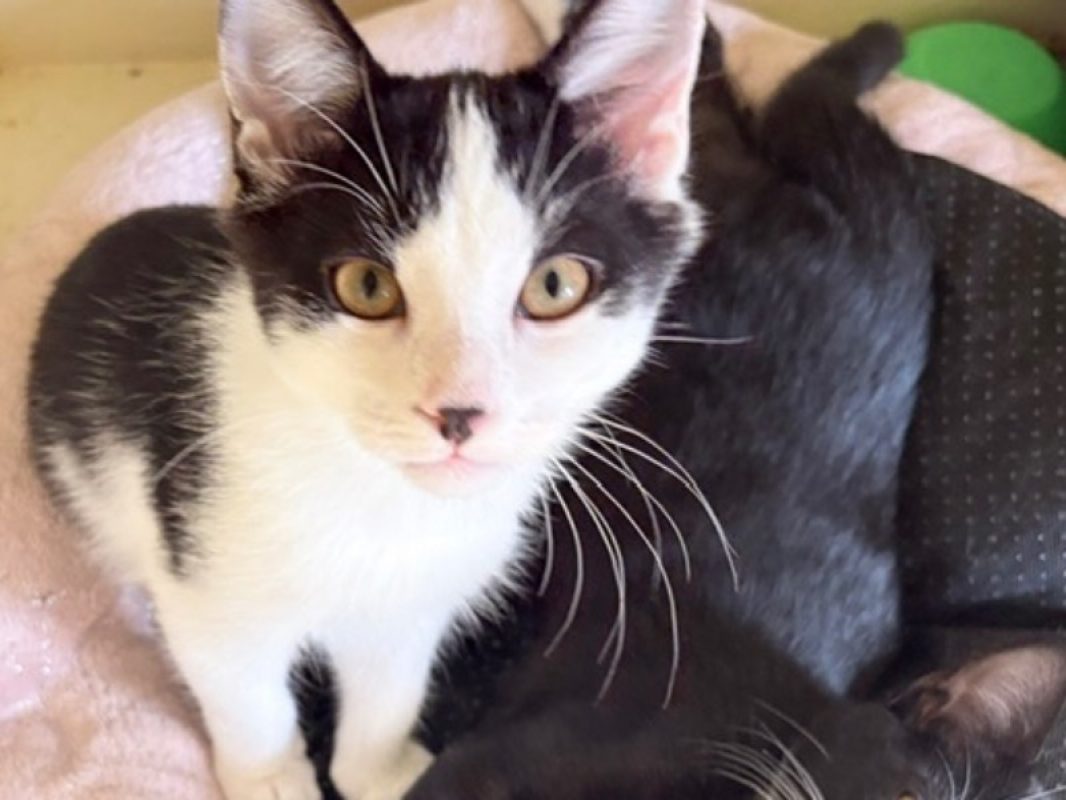Theon - Chat Européen à adopter