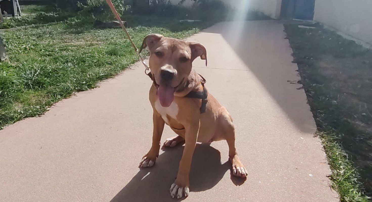 Colette - Chien à adopter