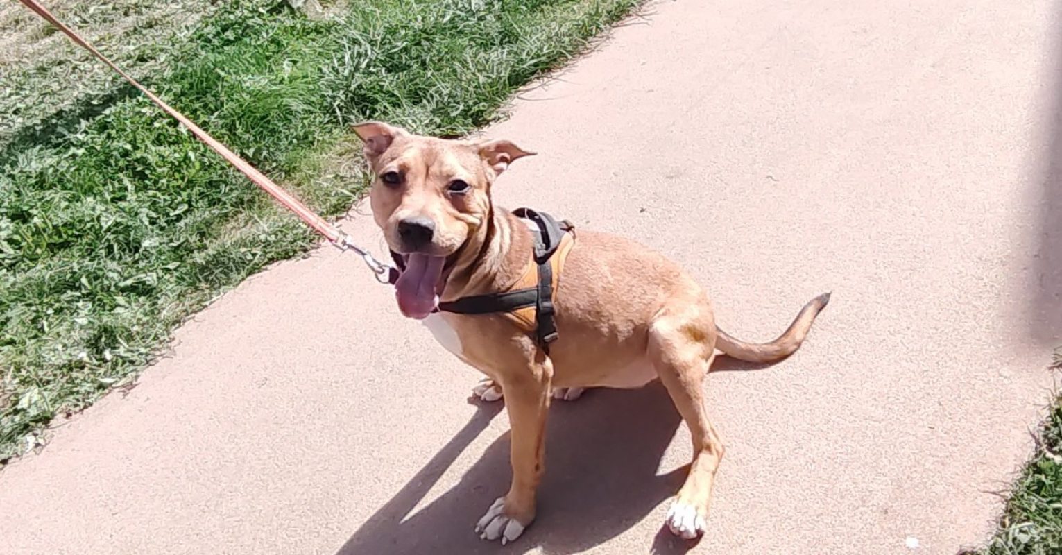 Colette - Chien à adopter - photo 2