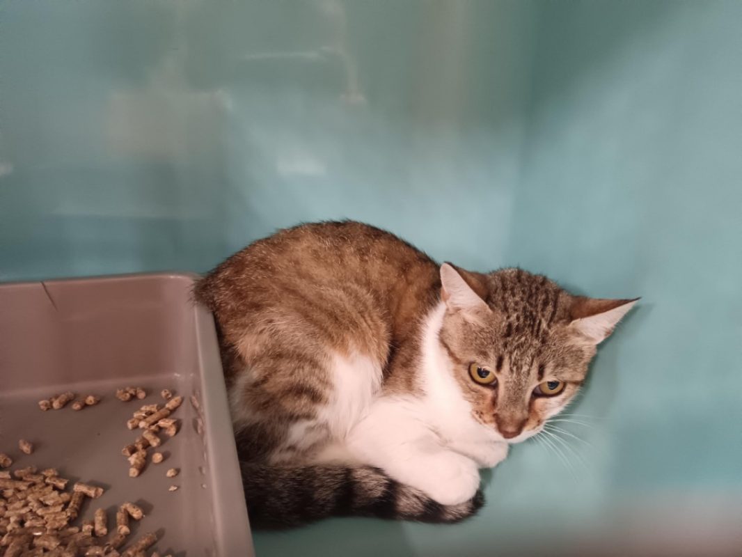Plume - Chat Européen à adopter
