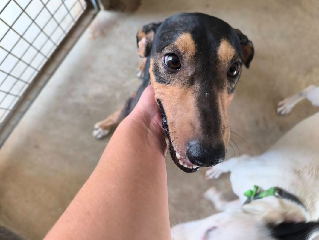 Maxou - Chien Pinscher Nain à adopter - photo 8