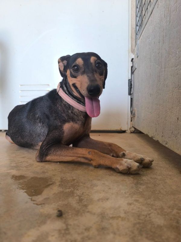 Maxou - Chien Pinscher Nain à adopter - photo 2