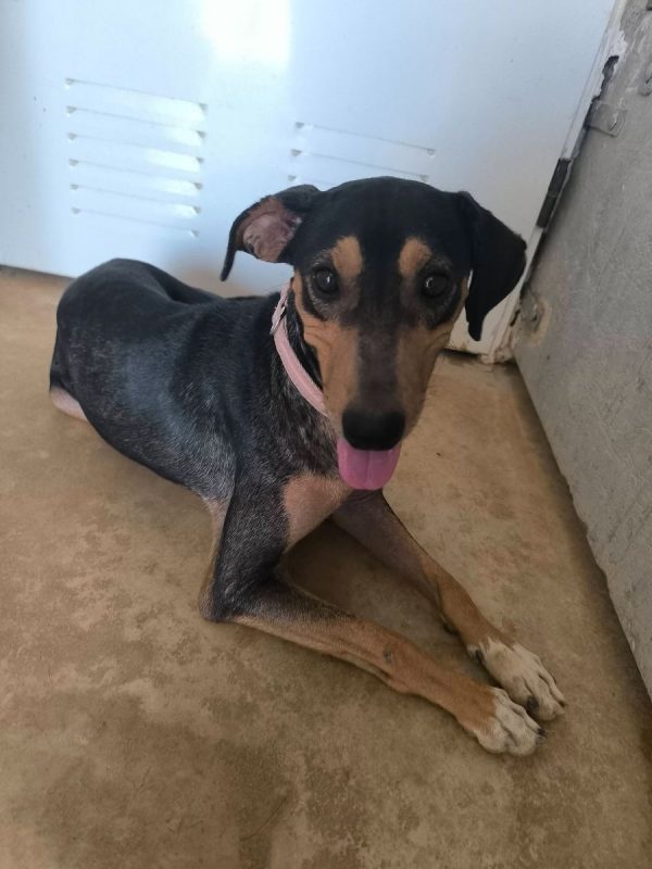 Maxou - Chien Pinscher Nain à adopter - photo 10