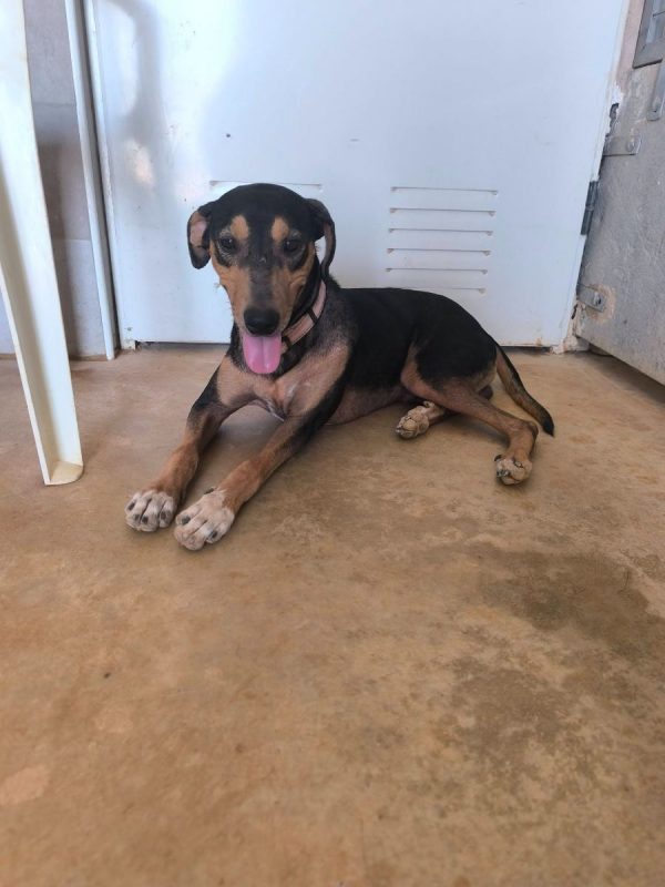 Maxou - Chien Pinscher Nain à adopter - photo 3