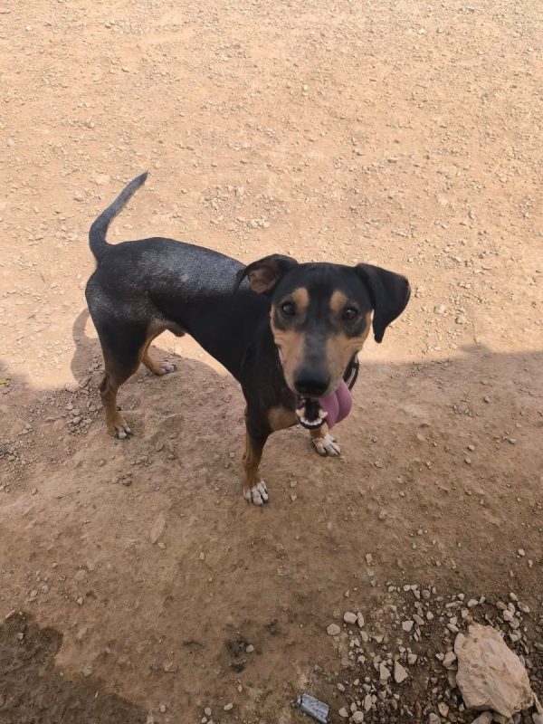 Maxou - Chien Pinscher Nain à adopter - photo 6