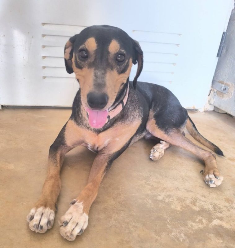 Maxou - Chien Pinscher Nain à adopter