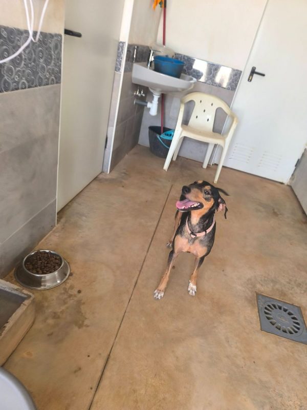 Maxou - Chien Pinscher Nain à adopter - photo 4