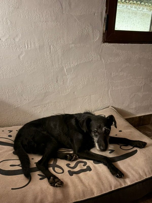 Bongo - Chien à adopter - photo 7