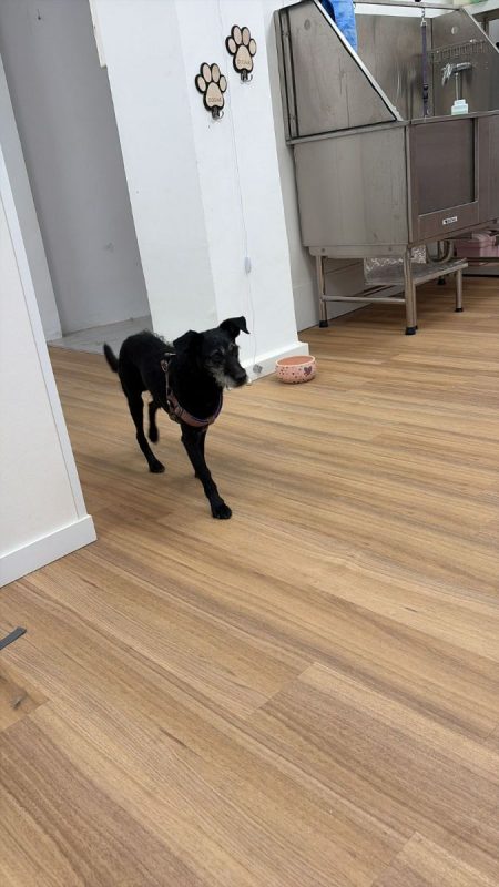 Bongo - Chien à adopter - photo 4