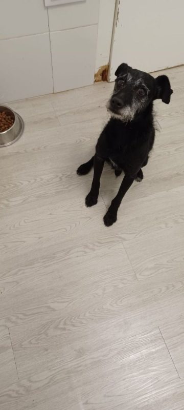 Bongo - Chien à adopter - photo 5