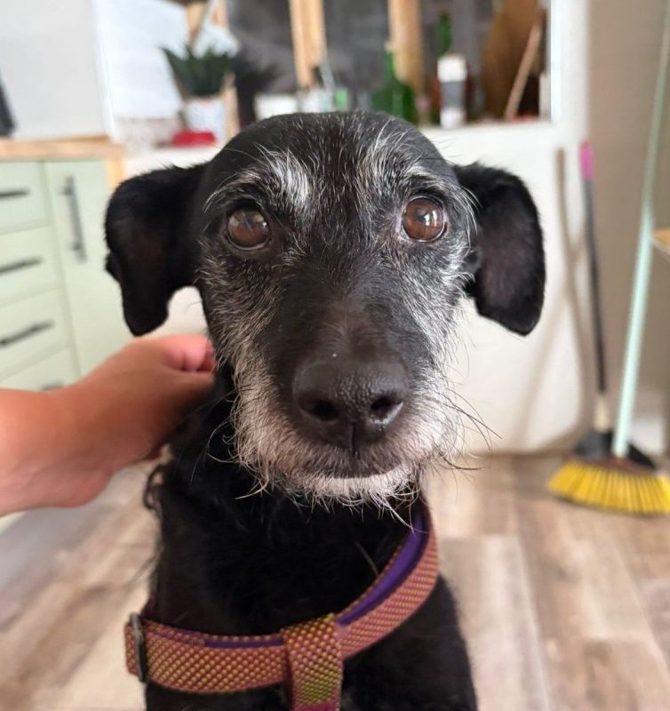 Bongo - Chien à adopter