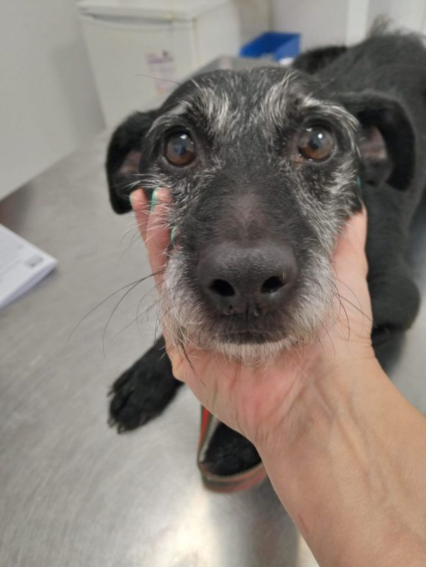 Bongo - Chien à adopter - photo 6