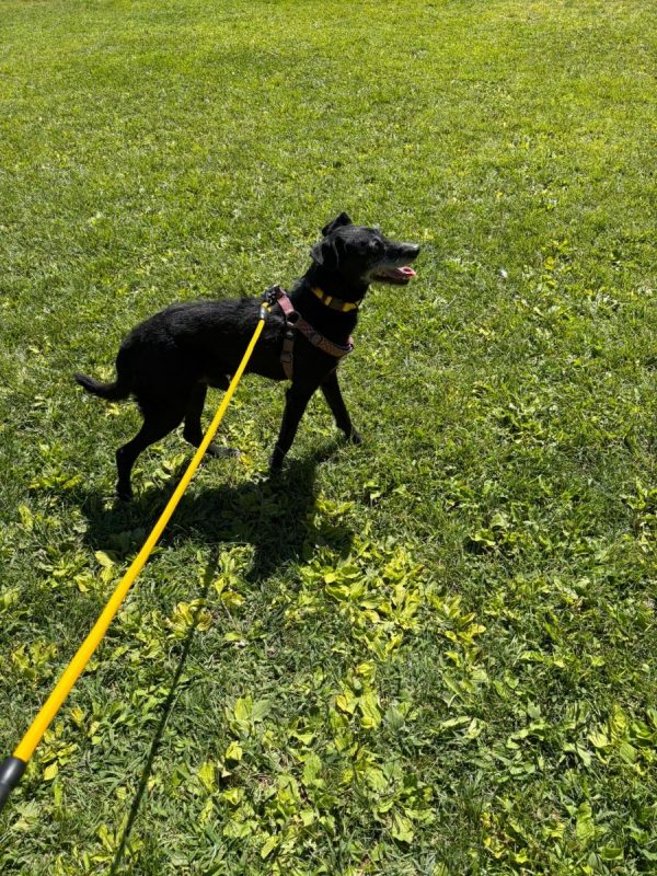 Bongo - Chien à adopter - photo 3