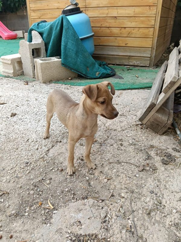 Lenon - Chien à adopter - photo 3