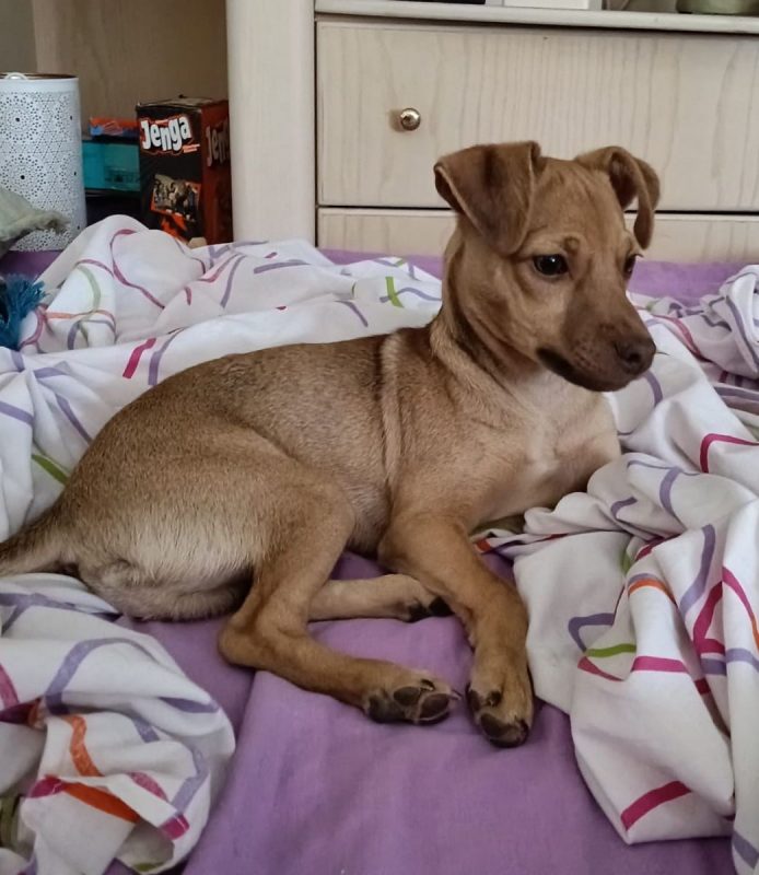 Lenon - Chien à adopter - photo 4