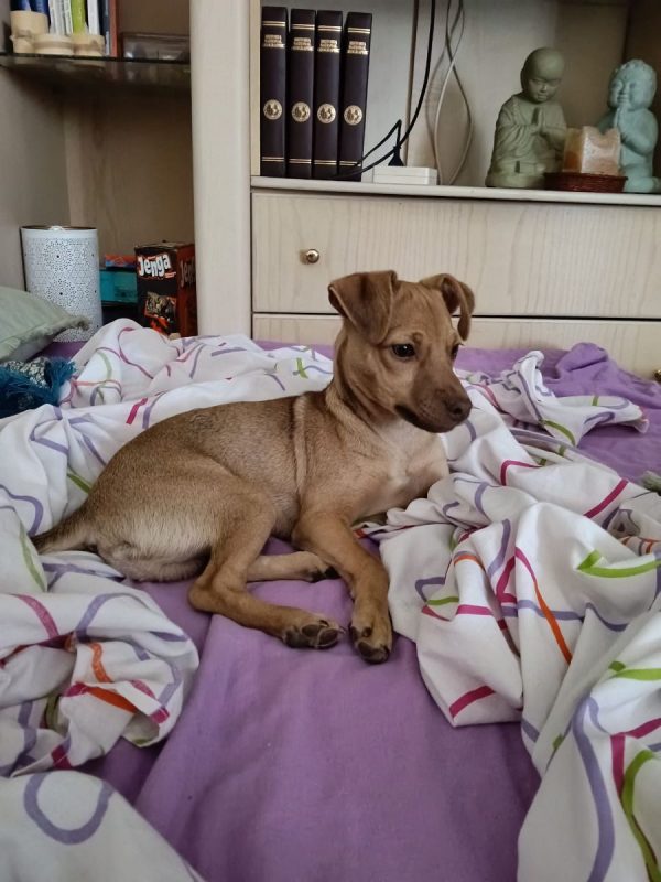 Lenon - Chien à adopter - photo 2