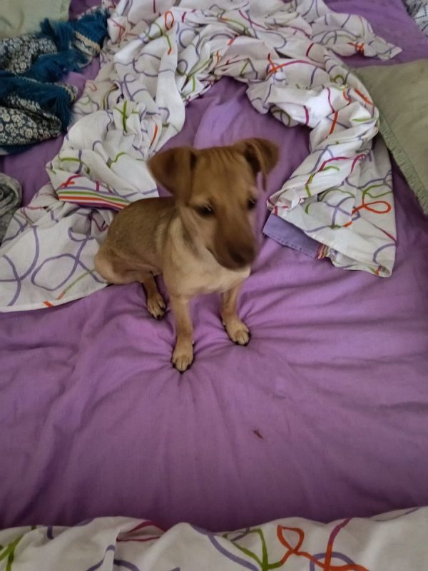 Lenon - Chien à adopter - photo 5