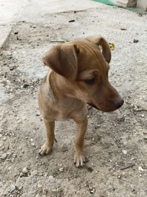 Lenon - Chien à adopter