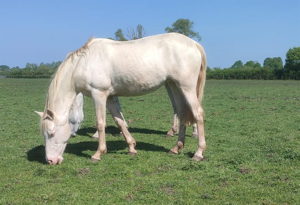 Viqi shesh - Equidé Cheval à adopter