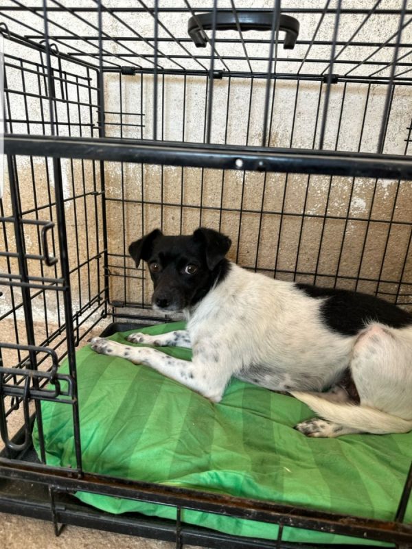 NABI - Chien à adopter
