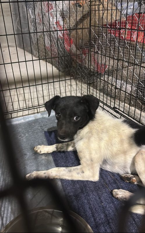 NABI - Chien à adopter - photo 2