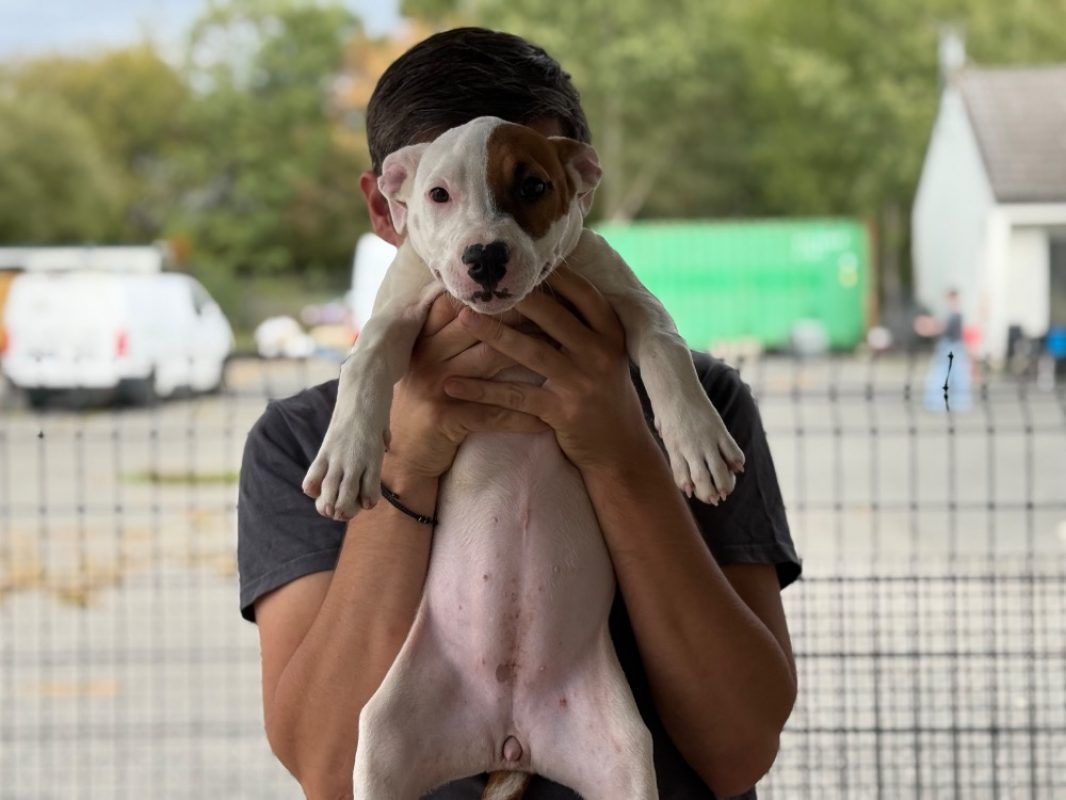 Alex - Chien Bouledogue Américain à adopter