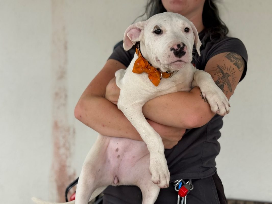 Clover - Chien Bouledogue Américain à adopter