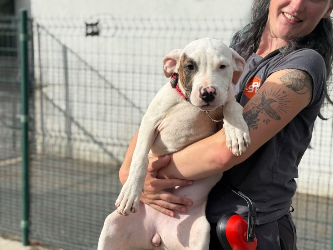 Sam - Chien Bouledogue Américain à adopter