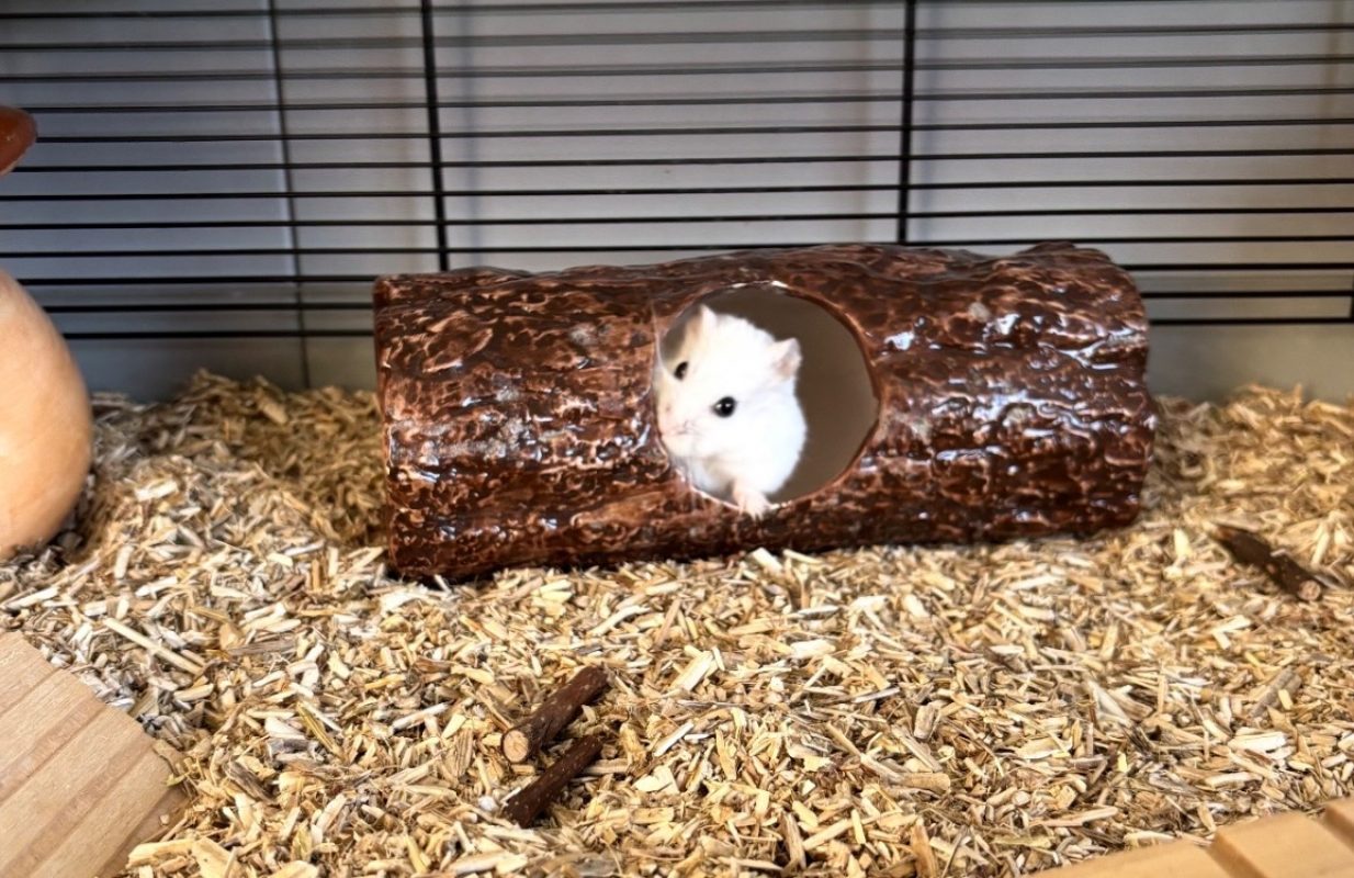 Harry - Rongeur Hamster à adopter