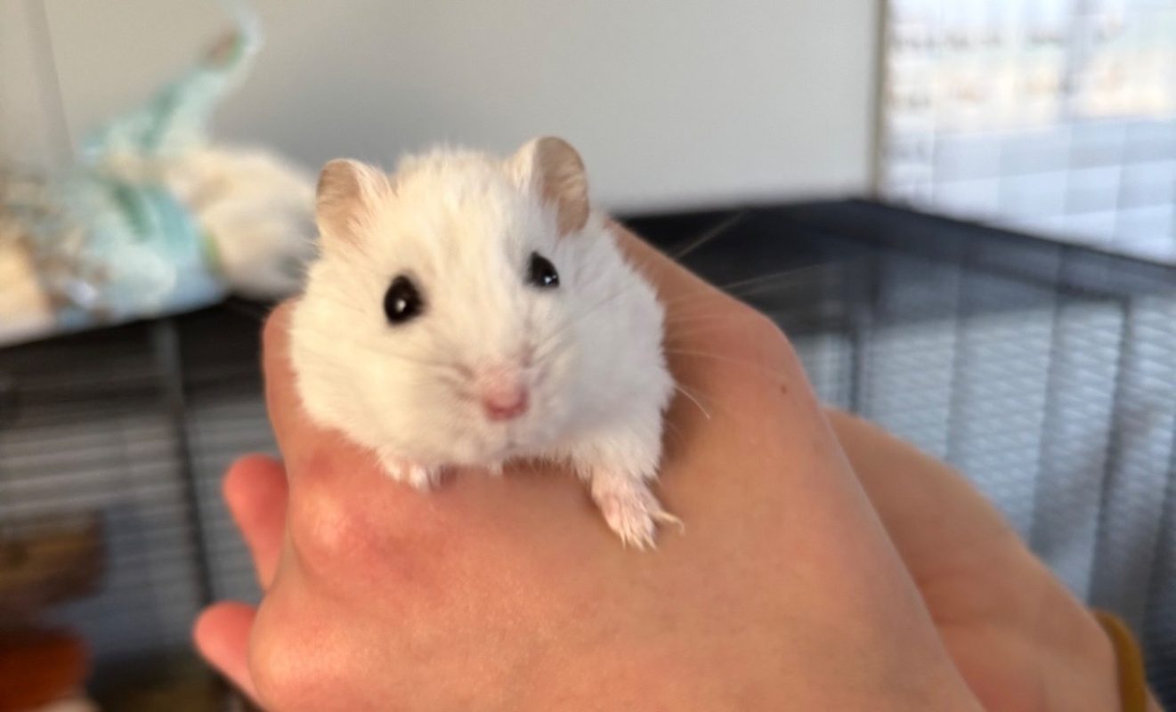 Harry - Rongeur Hamster à adopter - photo 2