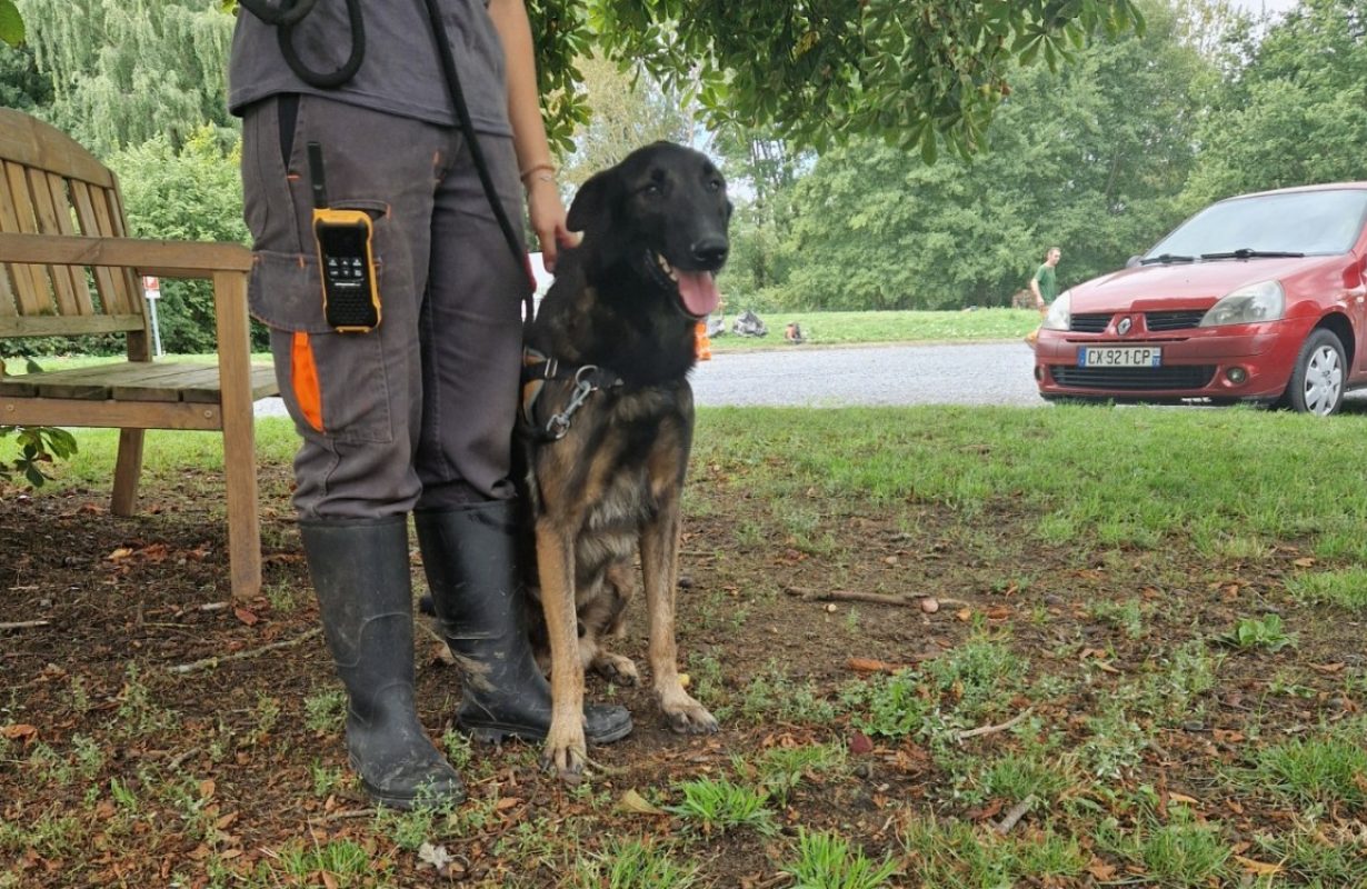 Leiko - Chien Berger Belge Malinois à adopter