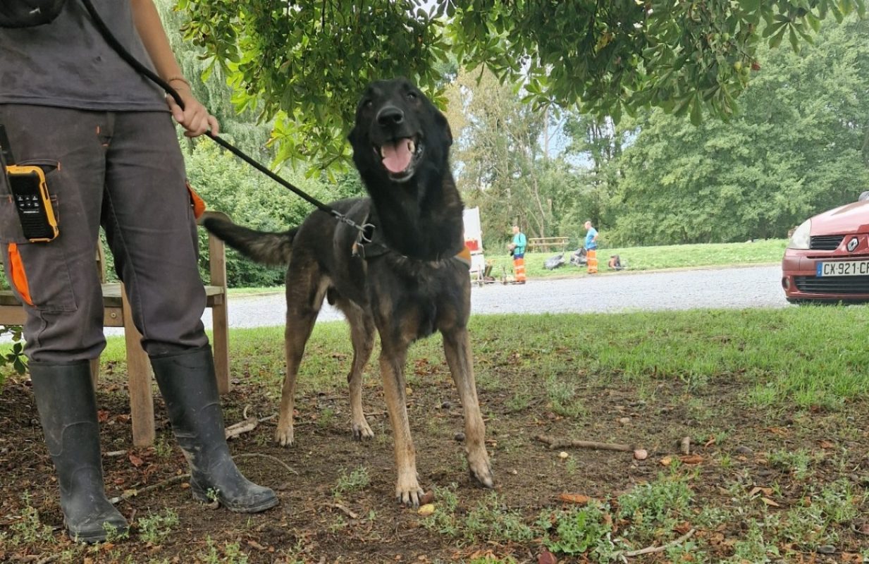 Leiko - Chien Berger Belge Malinois à adopter - photo 2