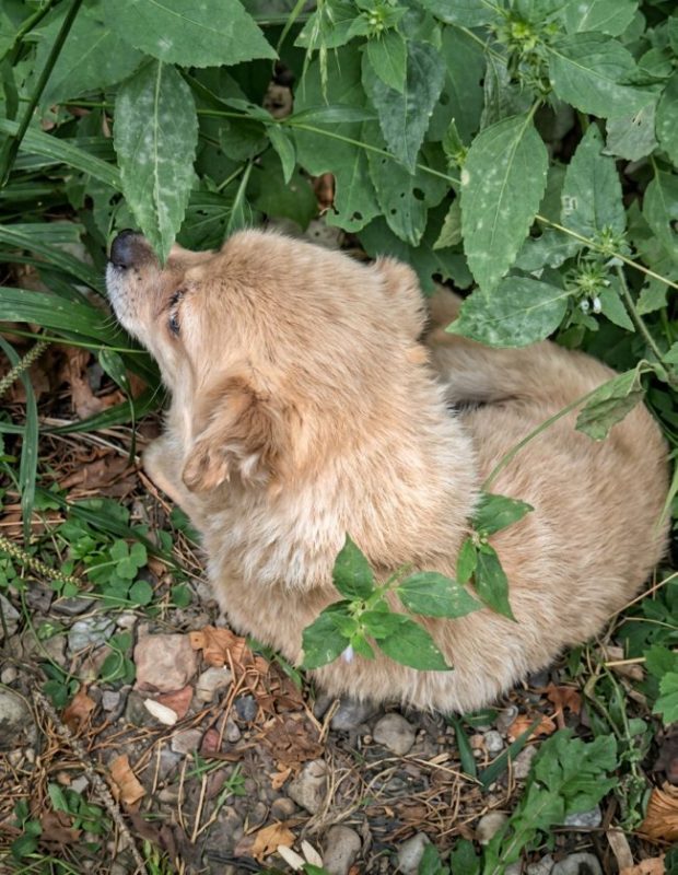 Harry - Chien à adopter - photo 5