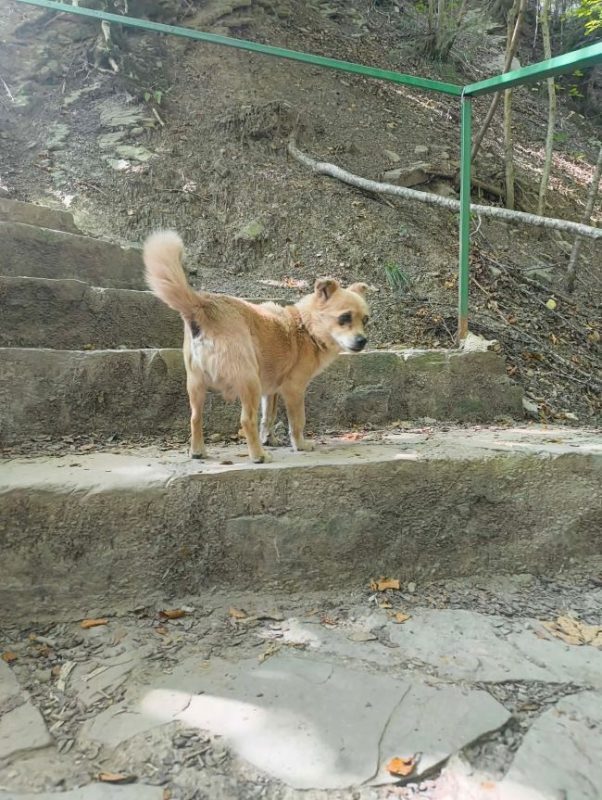 Harry - Chien à adopter - photo 4