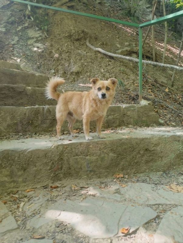 Harry - Chien à adopter